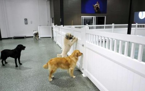 Hôtels de luxe pour chiens, un filon en plein boom photo immagine2 468x296 Hôtels de luxe pour chiens, un filon en plein boom