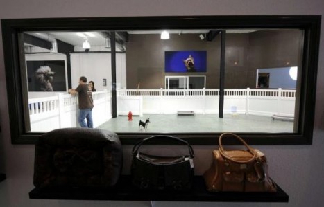 Hôtels de luxe pour chiens, un filon en plein boom photo immagine234 467x299 Hôtels de luxe pour chiens, un filon en plein boom