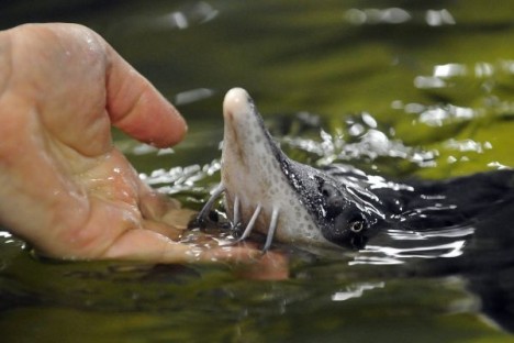 Le WWF dénonce le commerce illégal du caviar photo esturgeon elevage 468x312 Le WWF dénonce le commerce illégal du caviar