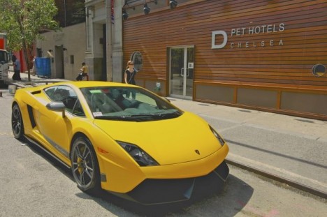 Hôtels de luxe pour chiens, un filon en plein boom photo D Pet Hotel Chelsea 468x311 Hôtels de luxe pour chiens, un filon en plein boom