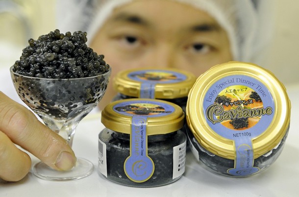 La Chine se lance dans la production de caviar photo caviar chine La Chine se lance dans la production de caviar